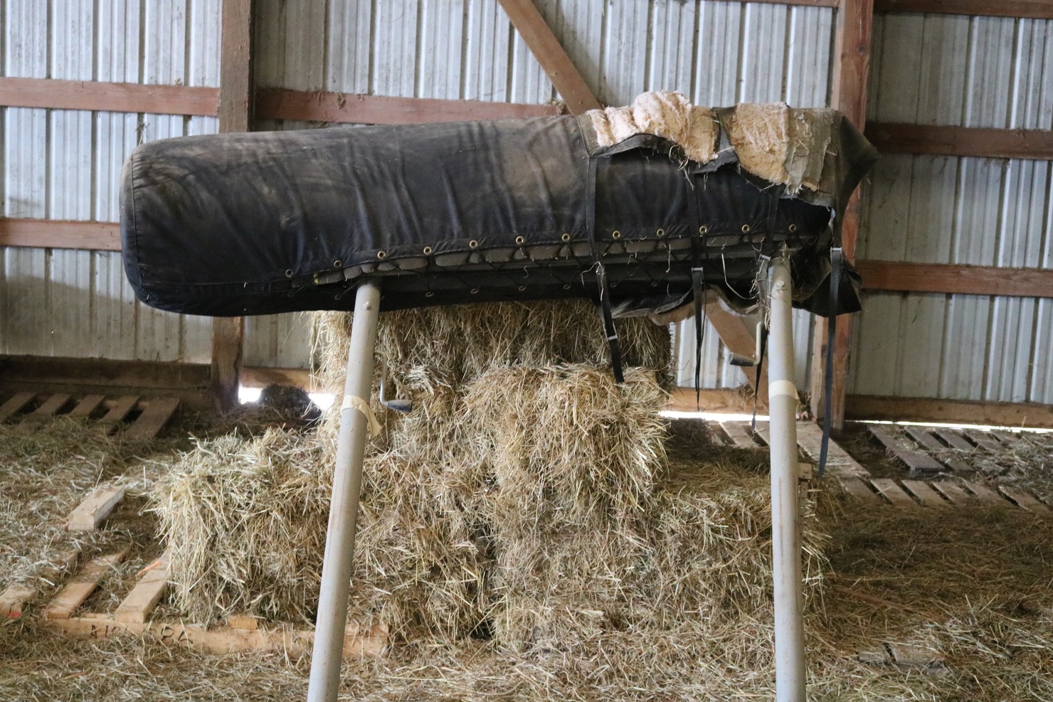 Lot 27 Breeding Phantom UWRF Colt Sale UWRF Colt Sale