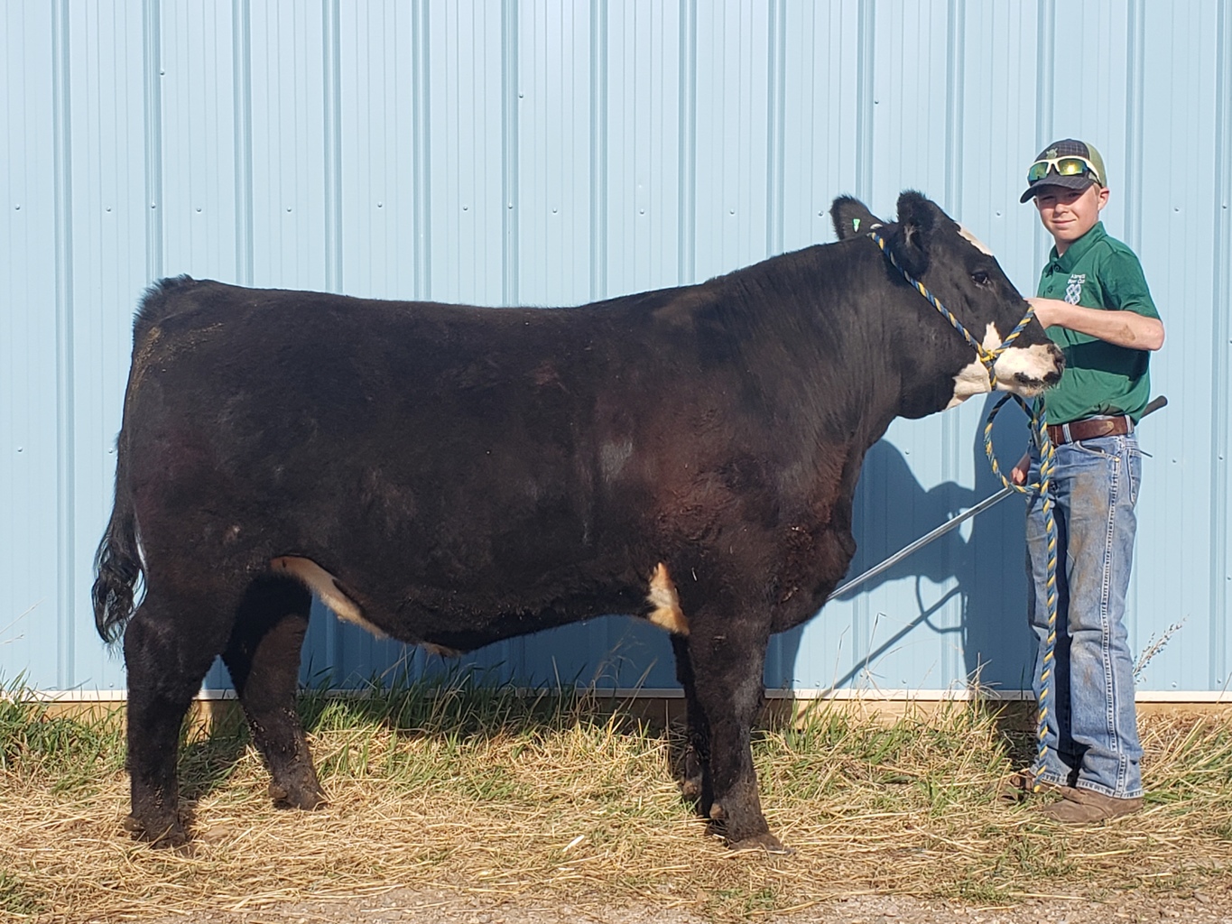 Alameda Regional 4H Steer Sale Lot 13 Alameda Regional 4H Steer