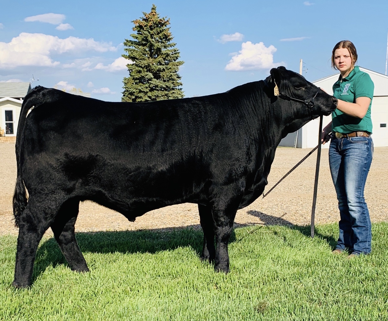 Alameda Regional 4H Steer Sale Lot 29 Alameda Regional 4H Steer