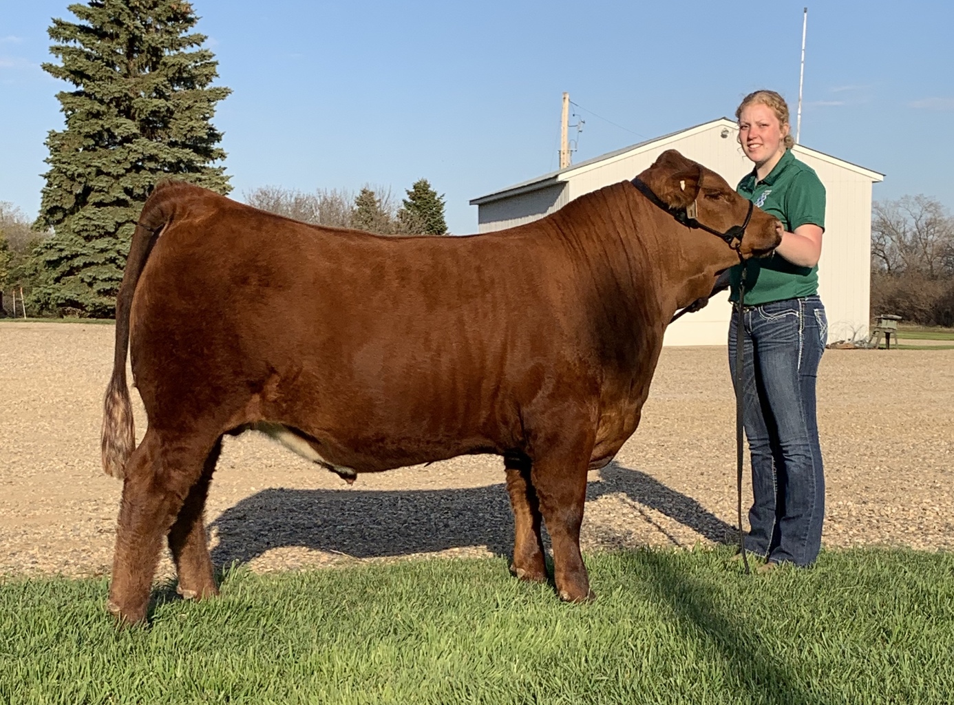 Alameda Regional 4H Steer Sale Lot 30 Alameda Regional 4H Steer