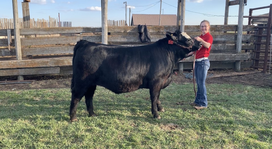 Alameda Regional 4H Steer Sale Lot 57 Alameda Regional 4H Steer