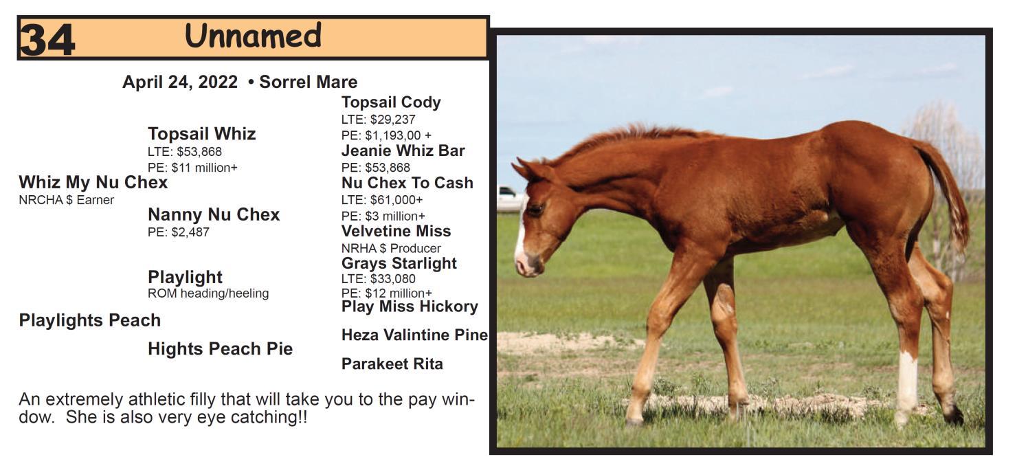 DVAuction Lot 34 Krogman Quarter Horses 70th Annual Horse Sale