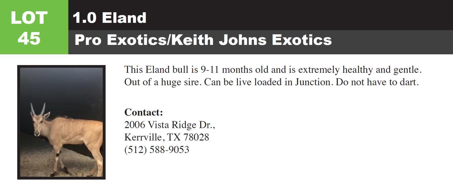 Lot 45 Premier Wildlife Auctions The Ultimate South Texas Exotic