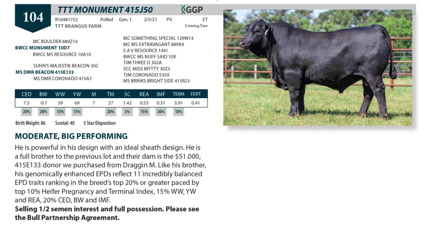 Brangus Auctions Lot 104 CDP Brangus Bull Sale