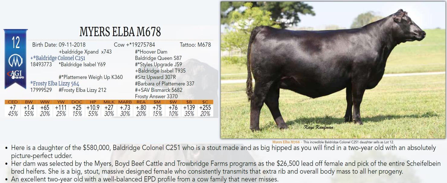 Angus Auctions Lot 12 Myers Angus / Tamme Valley Angus Family