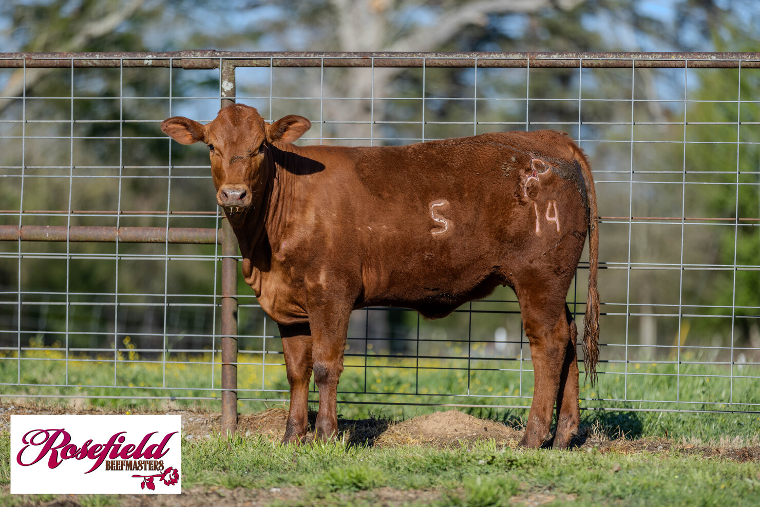 Lot 1: Louisiana Beefmasters Breeders Association - Spring Sale | DVAuction