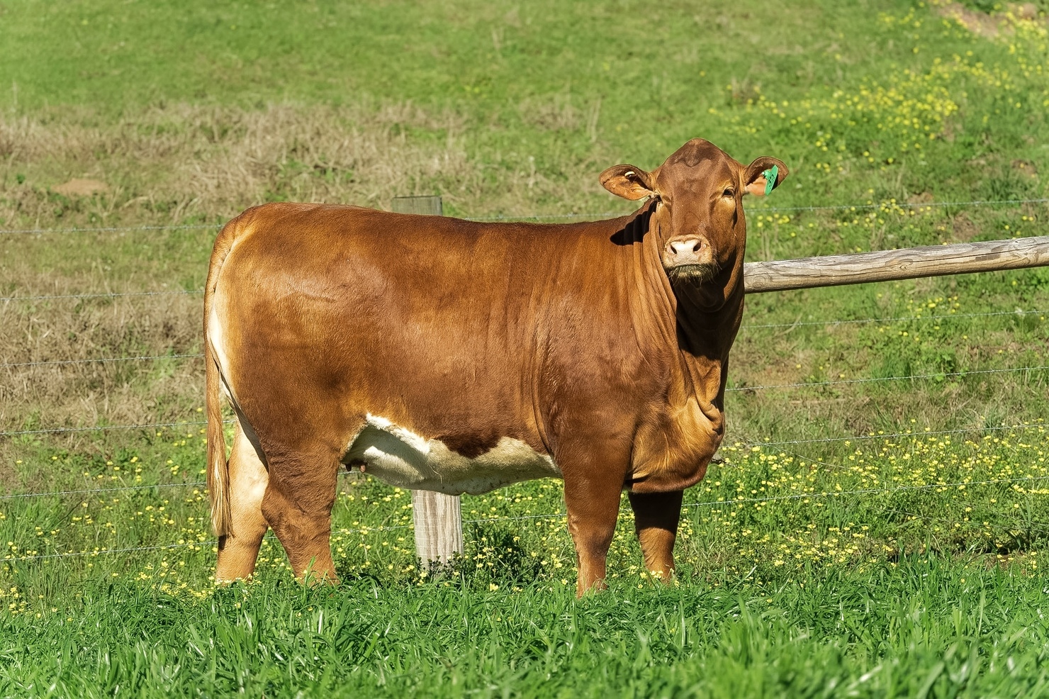 Lot 35: Louisiana Beefmasters Breeders Association - Spring Sale ...