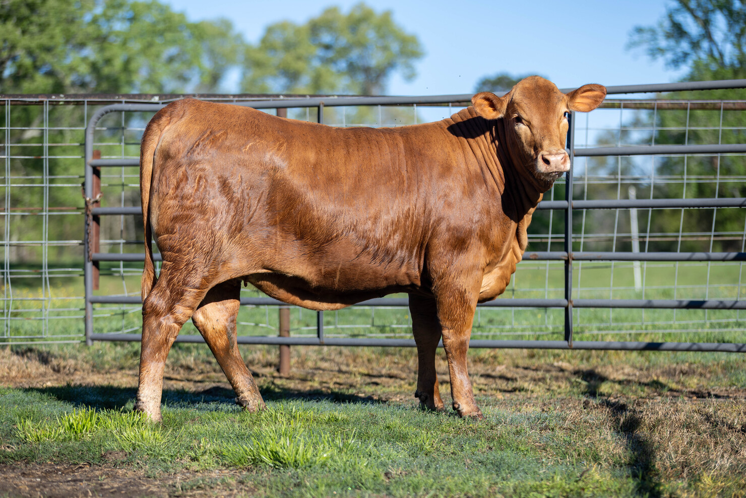 Lot 8: Louisiana Beefmasters Breeders Association - Spring Sale | DVAuction