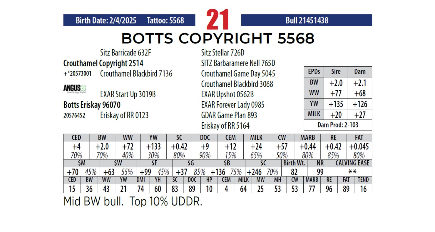 Botts Angus Ranch Lot 21: Botts Angus Ranch - Annual Bull Sale | DVAuction