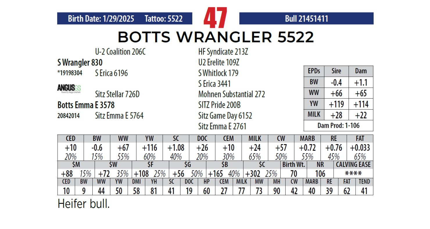 Botts Angus Ranch Lot 47: Botts Angus Ranch - Annual Bull Sale | DVAuction