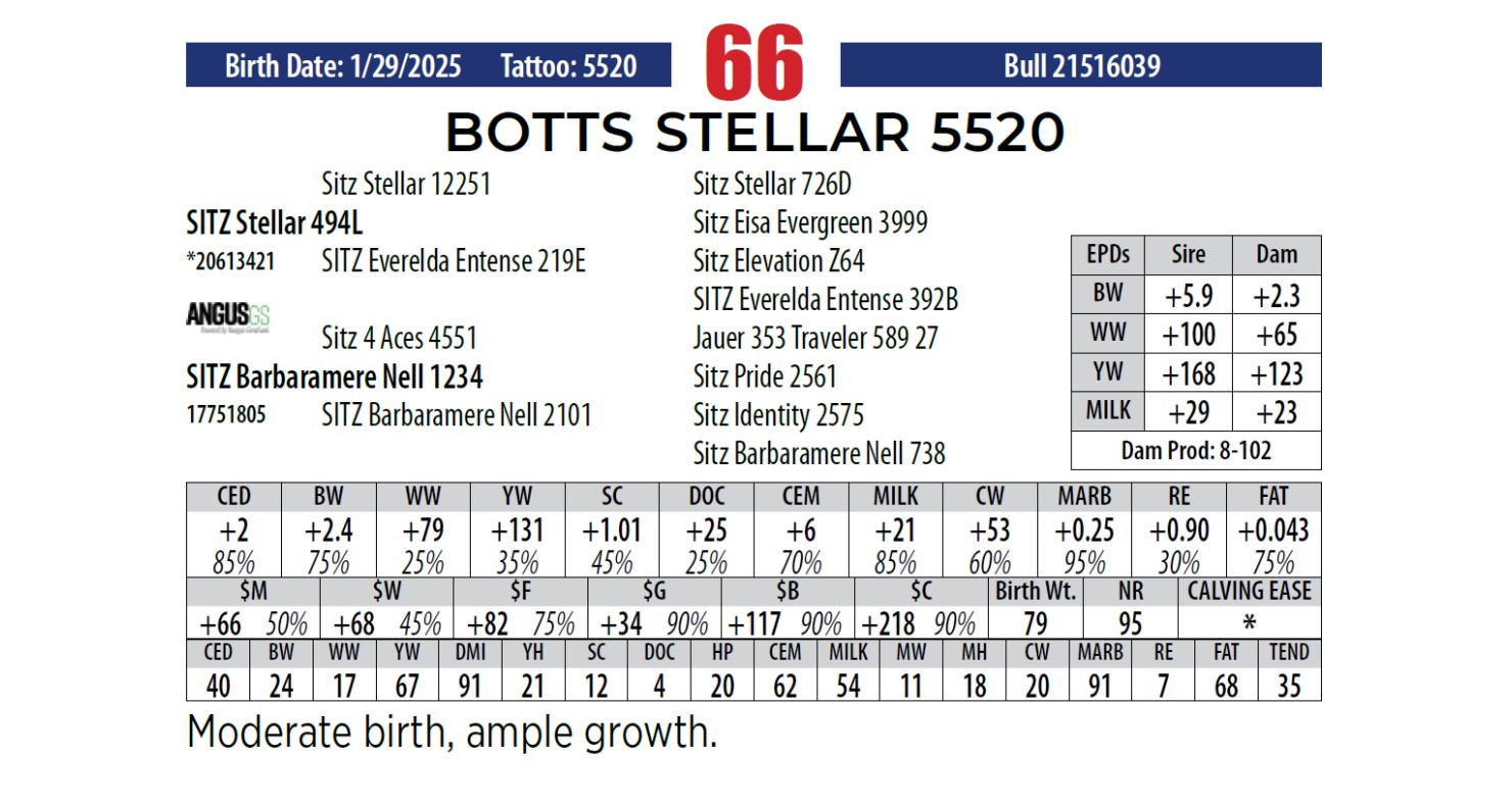 Botts Angus Ranch Lot 66: Botts Angus Ranch - Annual Bull Sale | DVAuction