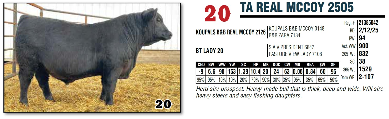 Lot 20: Thompson Angus - Annual Production Sale | DVAuction