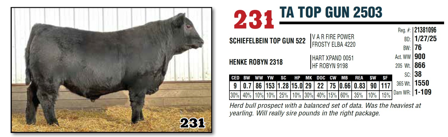Lot 231: Thompson Angus - Annual Production Sale | DVAuction