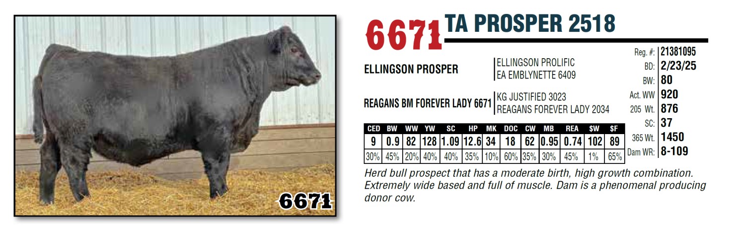 Lot 6671: Thompson Angus - Annual Production Sale | DVAuction