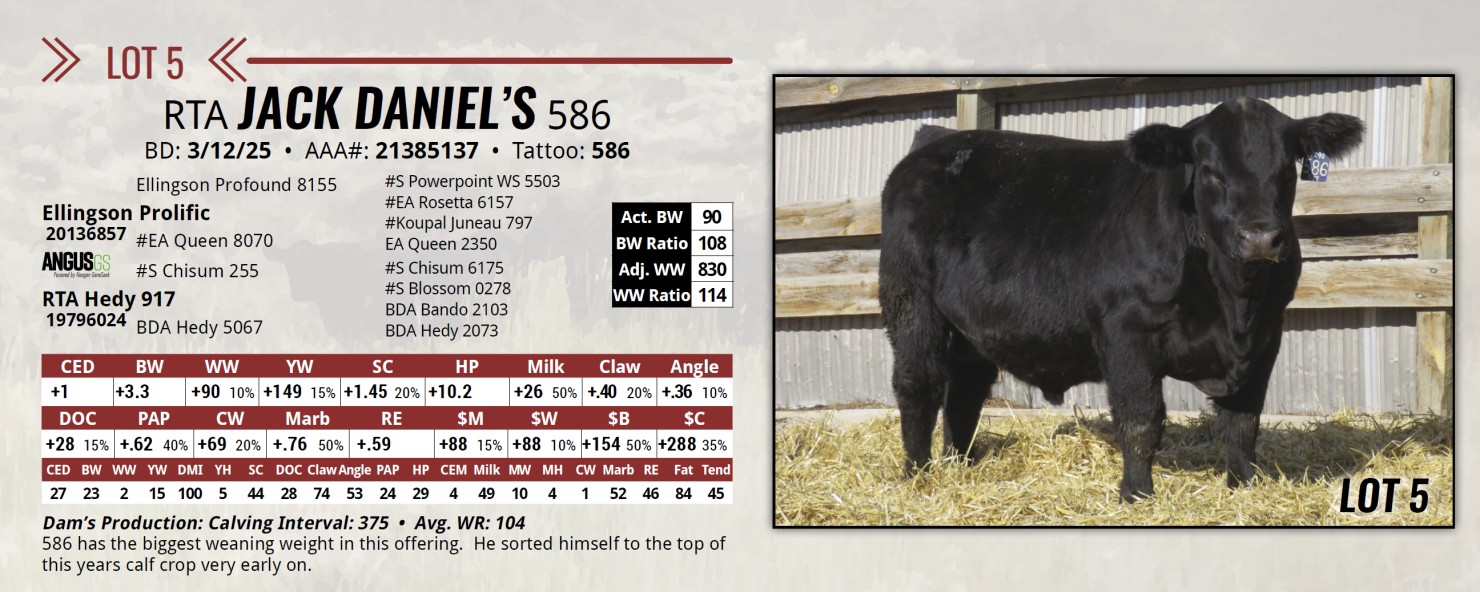 Lot 5: Rafter T Angus - Annual Bull Sale | DVAuction