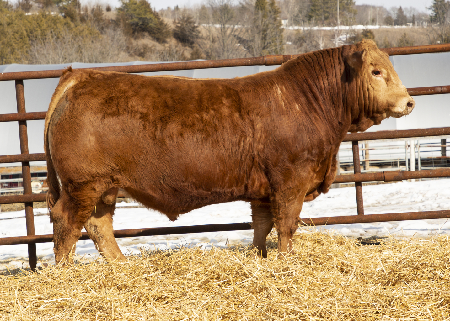Fully Loaded Limousin Bull Sale Lot 25 WGL Hamilton 300H ET Fully