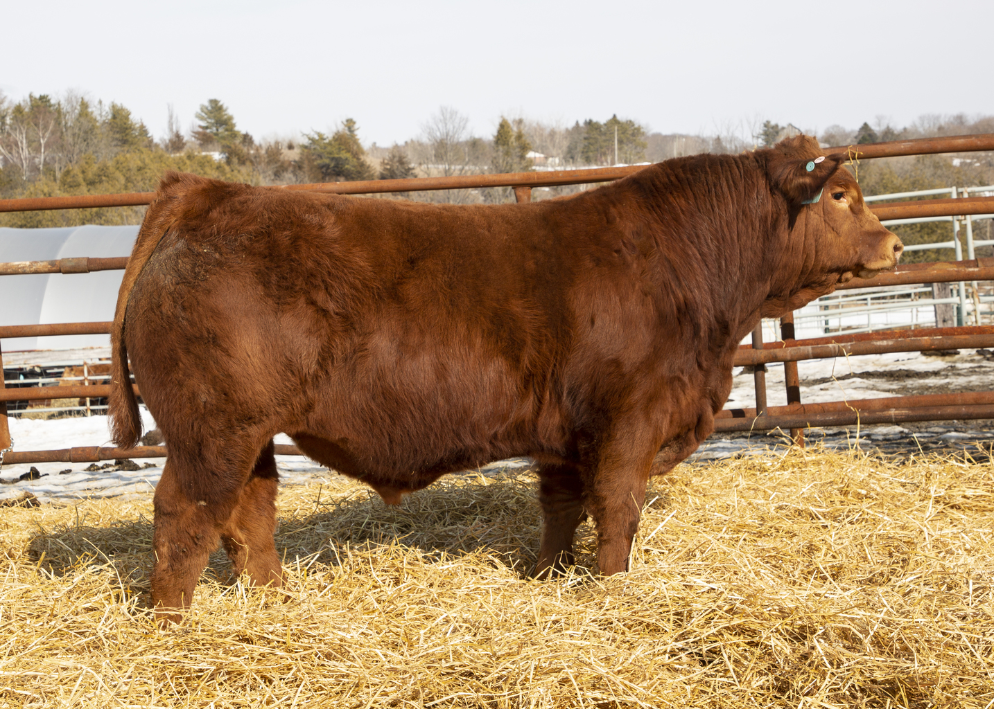 Fully Loaded Limousin Lot 29 WGL Headliner 223H Fully Loaded