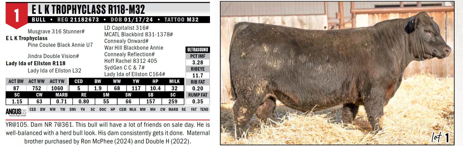 Rwr Angus Ranch Lot 1: ELK Angus - Annual Bull Sale | DVAuction