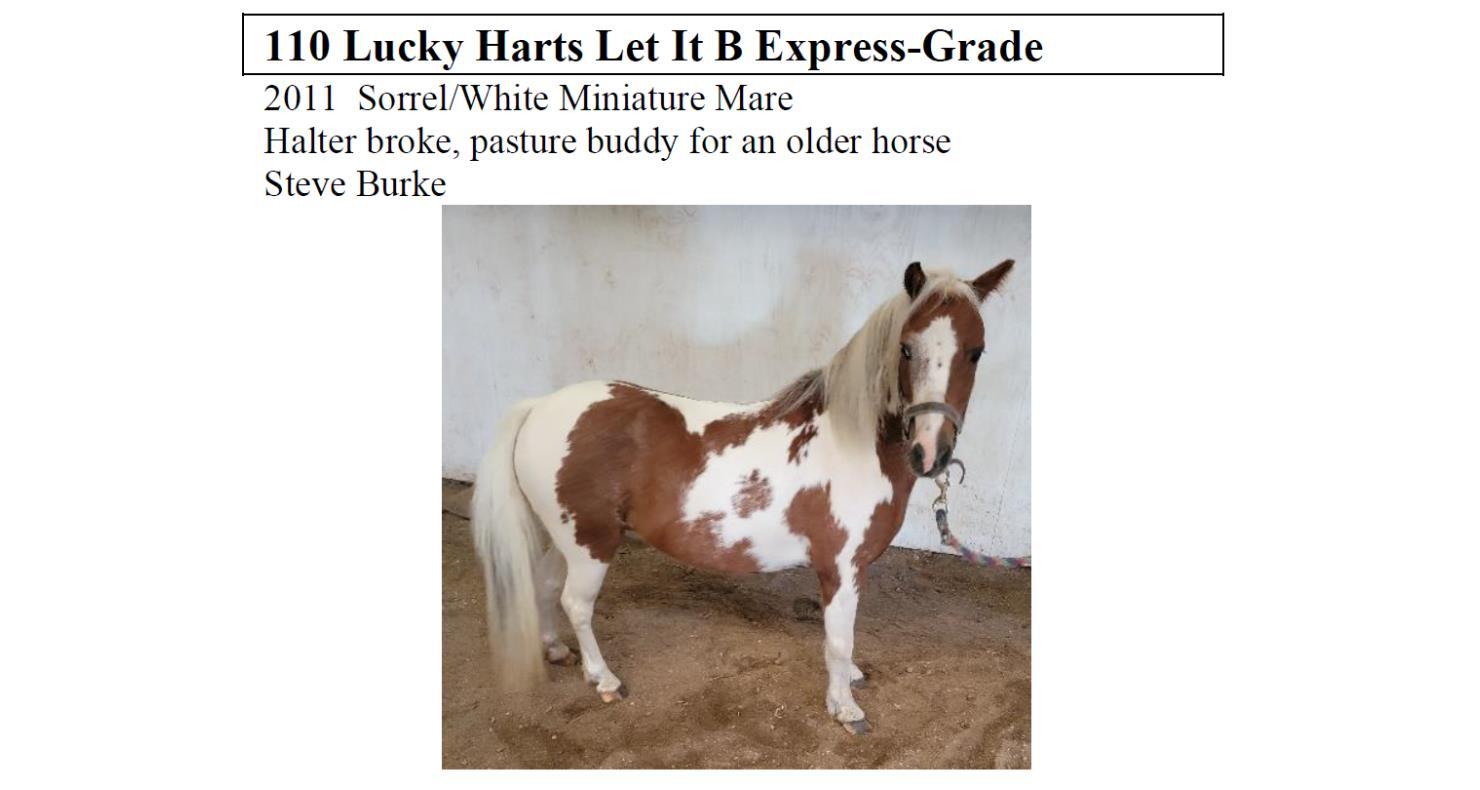 DVAuction Lot 110 R&J Horse Sale R&J All Breed Horse Sale