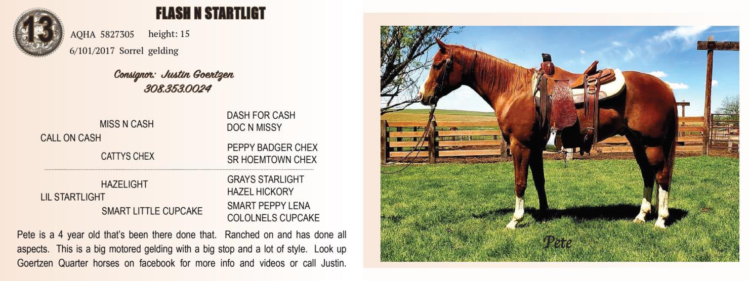 DVAuction Lot 13 Sandhill Select Horses, LLC Sandhill Select