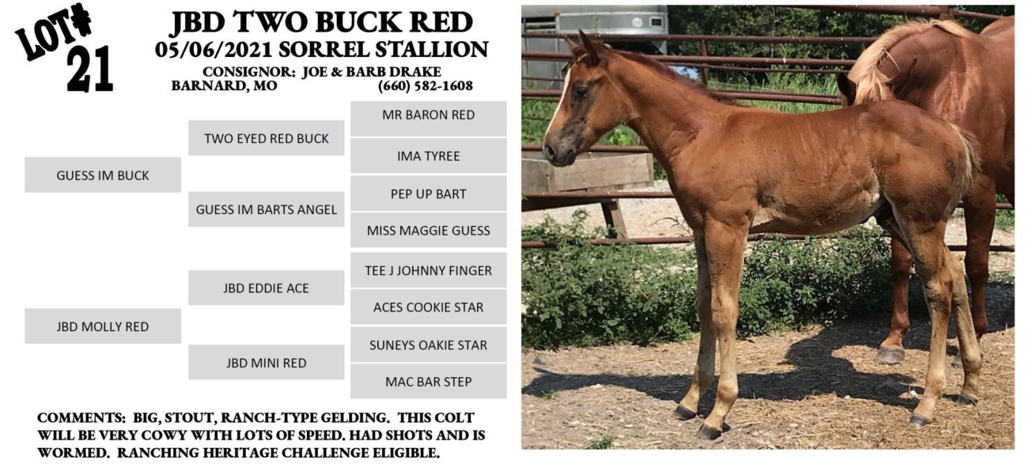 DVAuction Lot 21 Heartland Select Horse Sale Performance Horse
