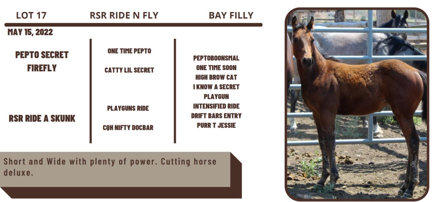 Roaring Springs Ranch Quarter Horses Lot 17 RSR RIDE N FLY