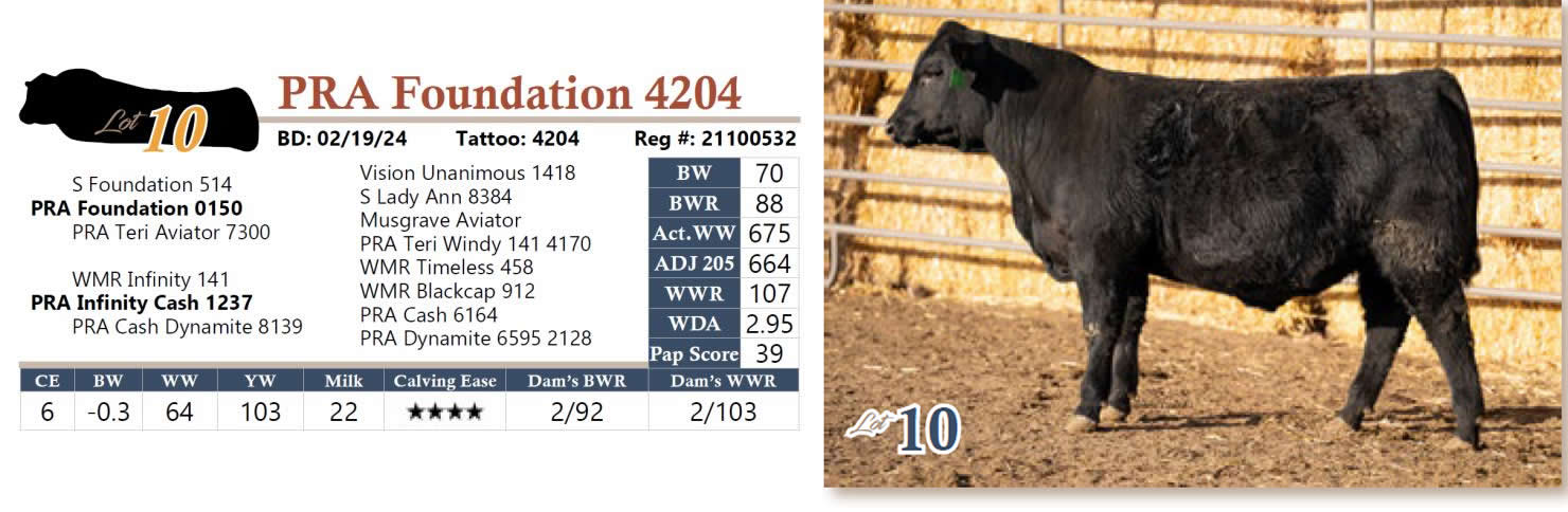 Lot 10: Powder River Angus - Annual Bull Sale | DVAuction