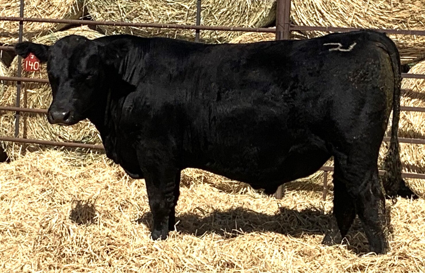 Hinton Ranch Simmentals Lot 8 Tattoo J140 Purebred Simmental