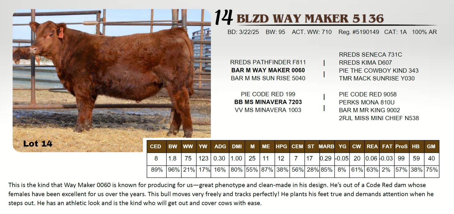 Lot 14 - BLZD WAY MAKER 5136: Lazy D Red Angus - Online Bull Sale ...
