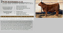 Lot 3 - BLZD WAYMAKER 5118: Lazy D Red Angus - Online Bull Sale | Lazy ...