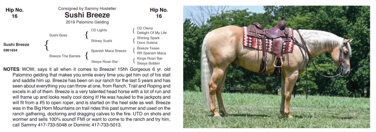 Lot 16 Hershberger Performance Horses 20th Annual Hershberger