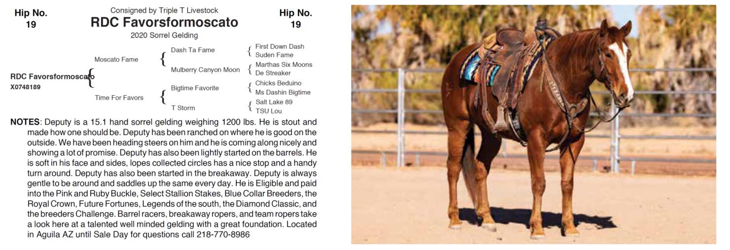 Lot 19 Hershberger Performance Horses 20th Annual Hershberger