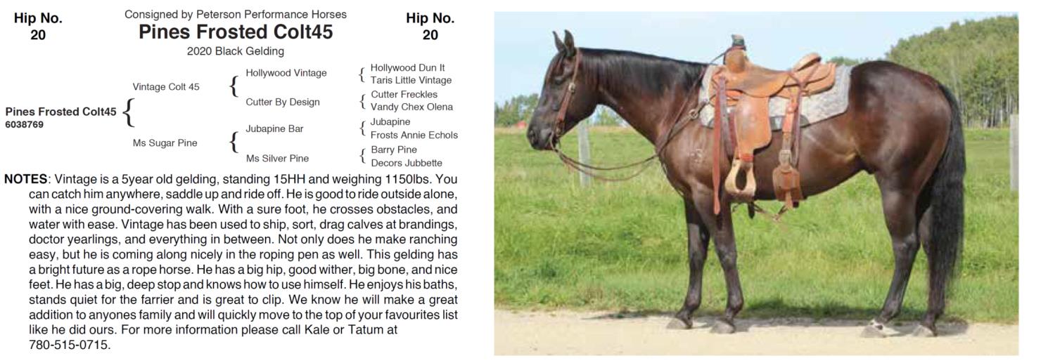 Lot 20 Hershberger Performance Horses 20th Annual Hershberger