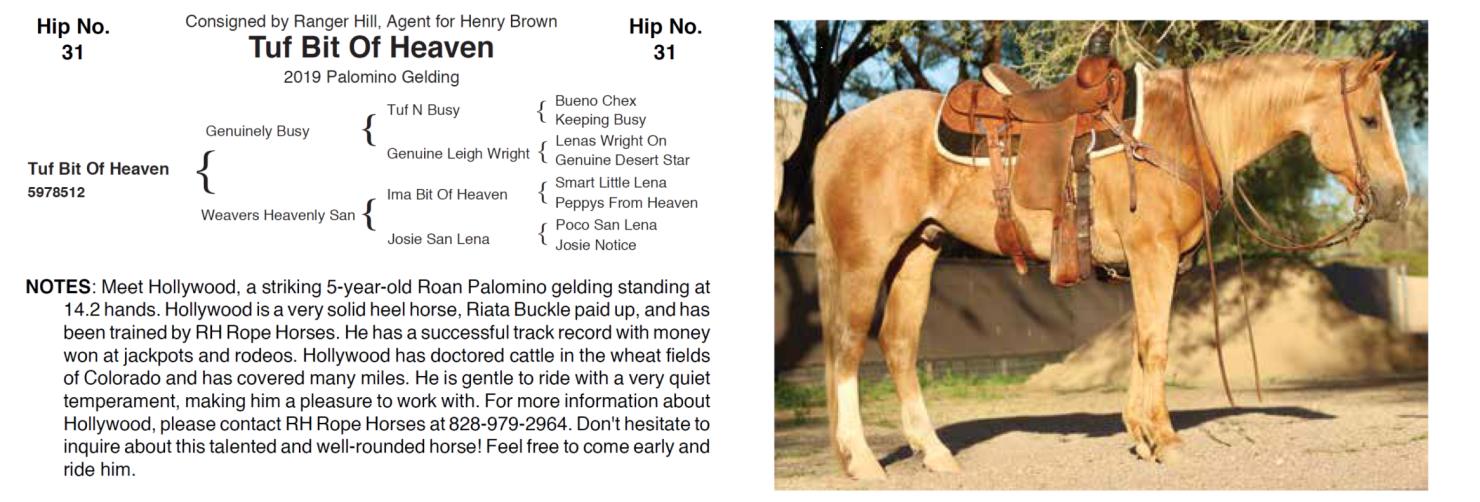 Lot 31 Hershberger Performance Horses 20th Annual Hershberger