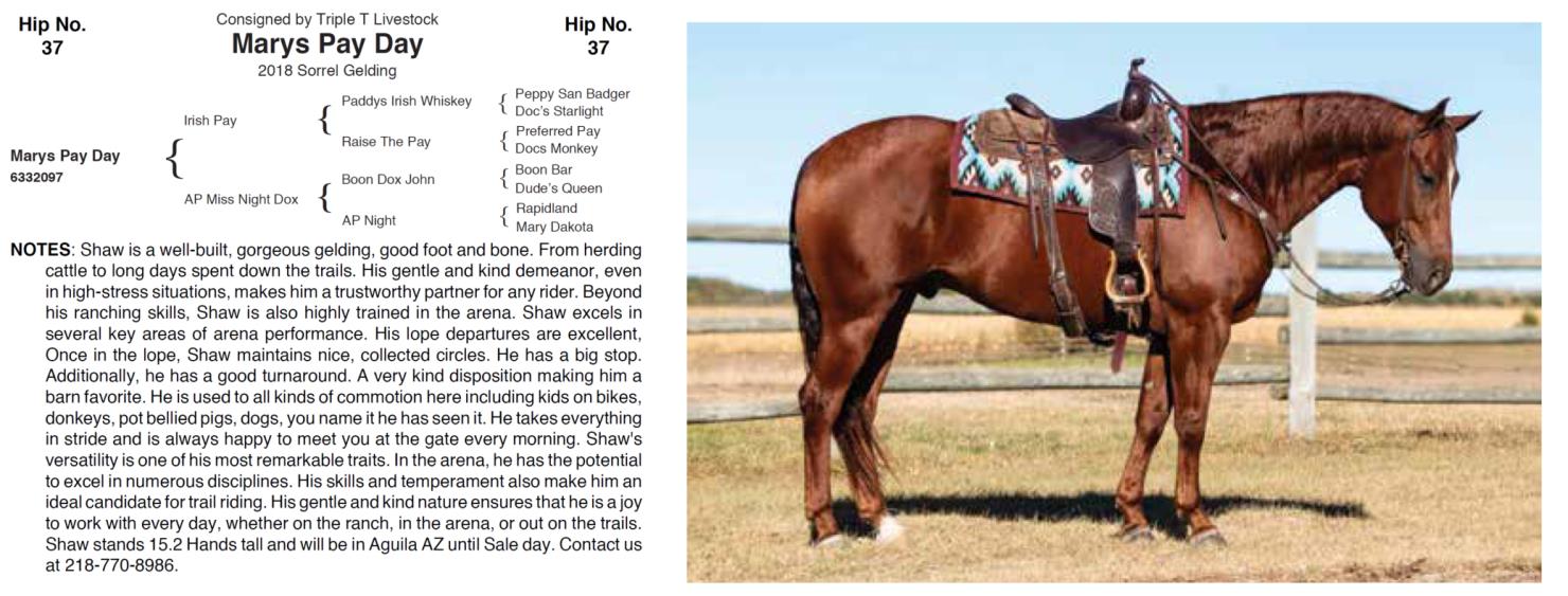 Lot 37 Hershberger Performance Horses 20th Annual Hershberger