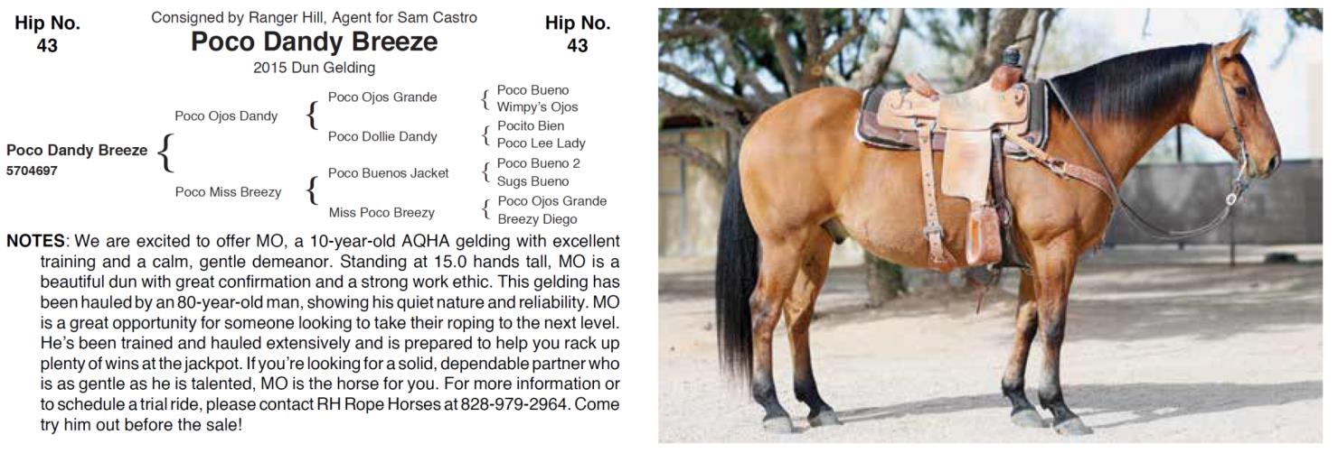 Lot 43 Hershberger Performance Horses 20th Annual Hershberger