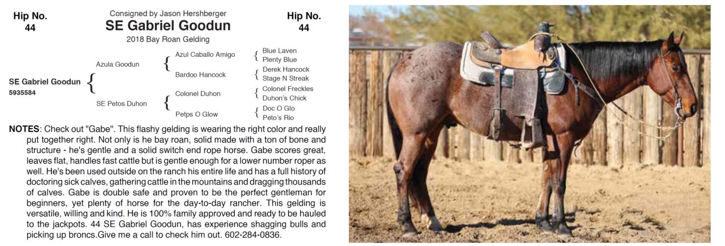 Lot 44 Hershberger Performance Horses 20th Annual Hershberger