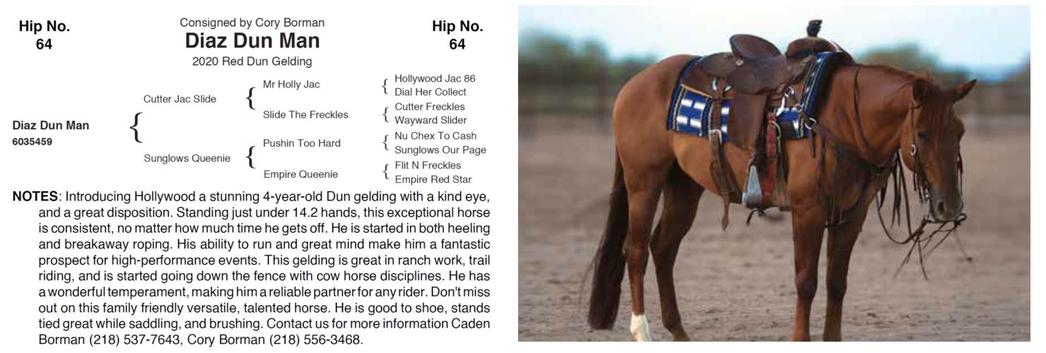 Lot 64 Hershberger Performance Horses 20th Annual Hershberger