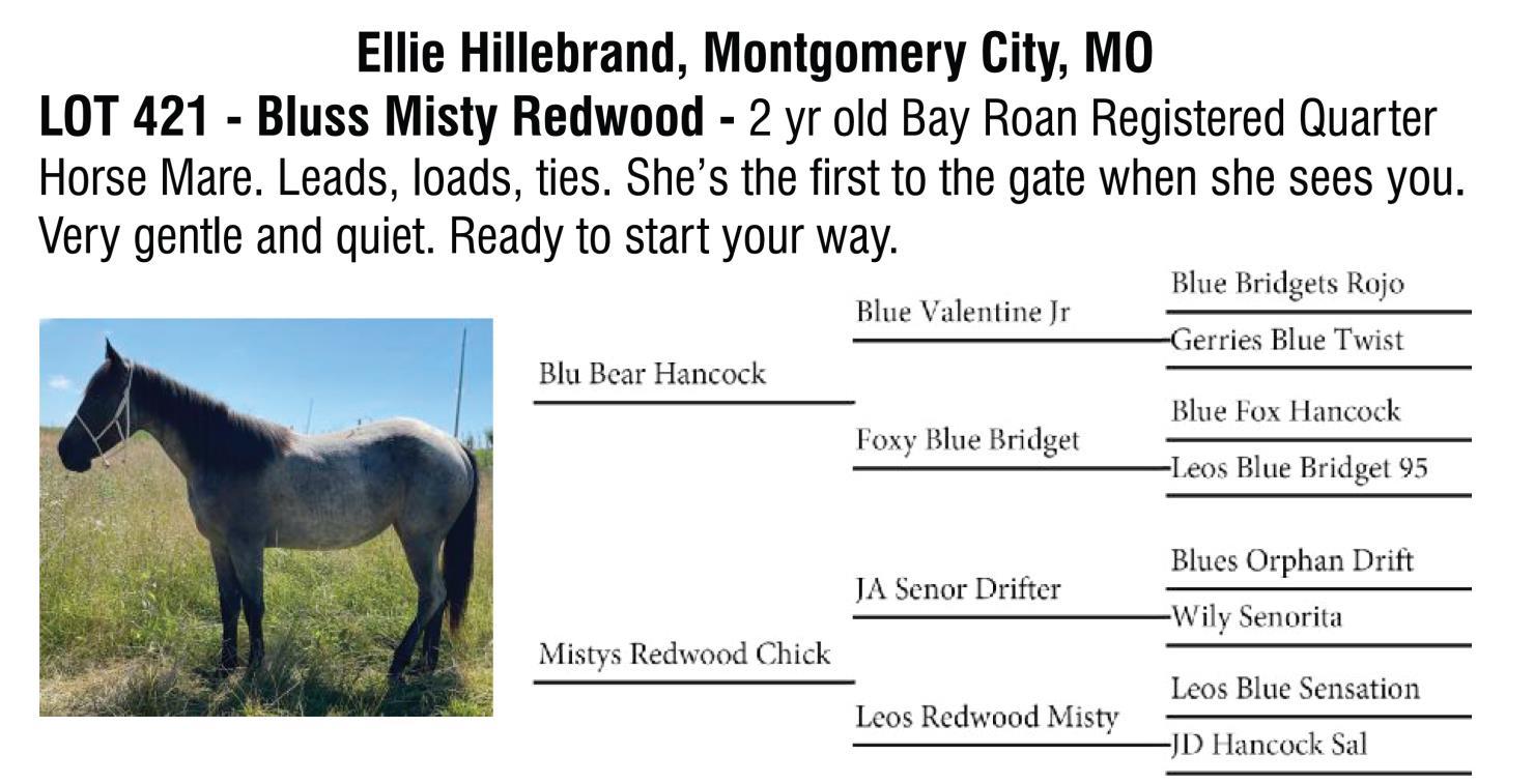 DVAuction Lot 421 Boone County Draft & Quarter Horse Sale Draft