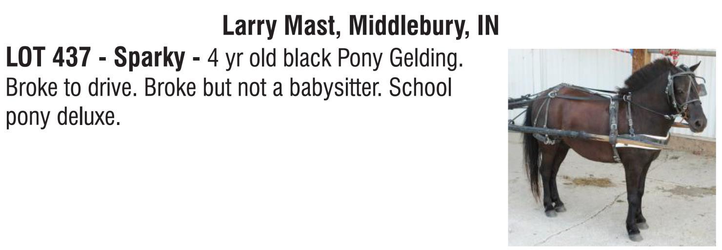 DVAuction Lot 437 Boone County Draft & Quarter Horse Sale Draft