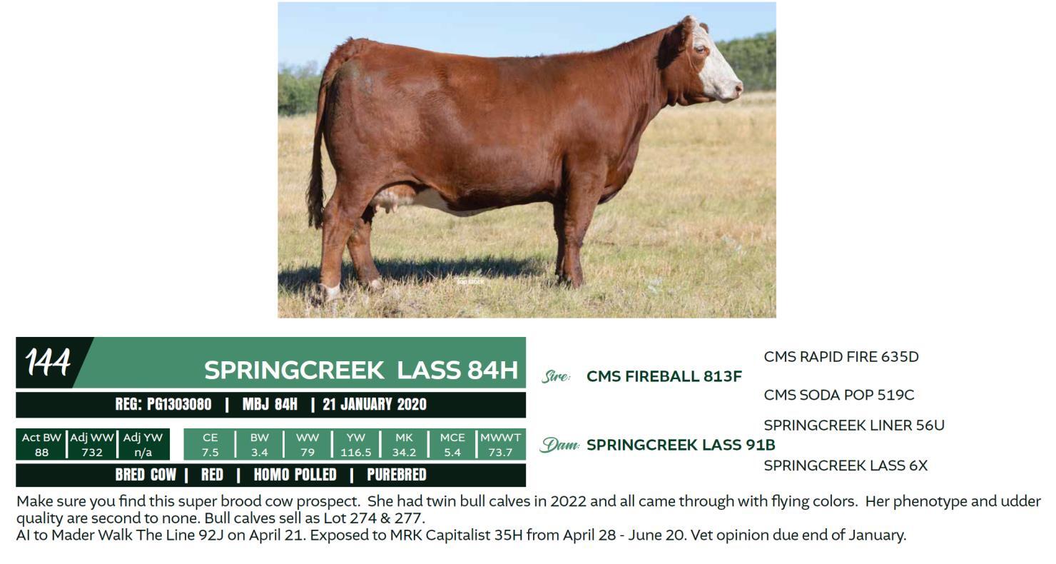 DVAuction Lot 144 Spring Creek Simmentals & Red Rose Angus