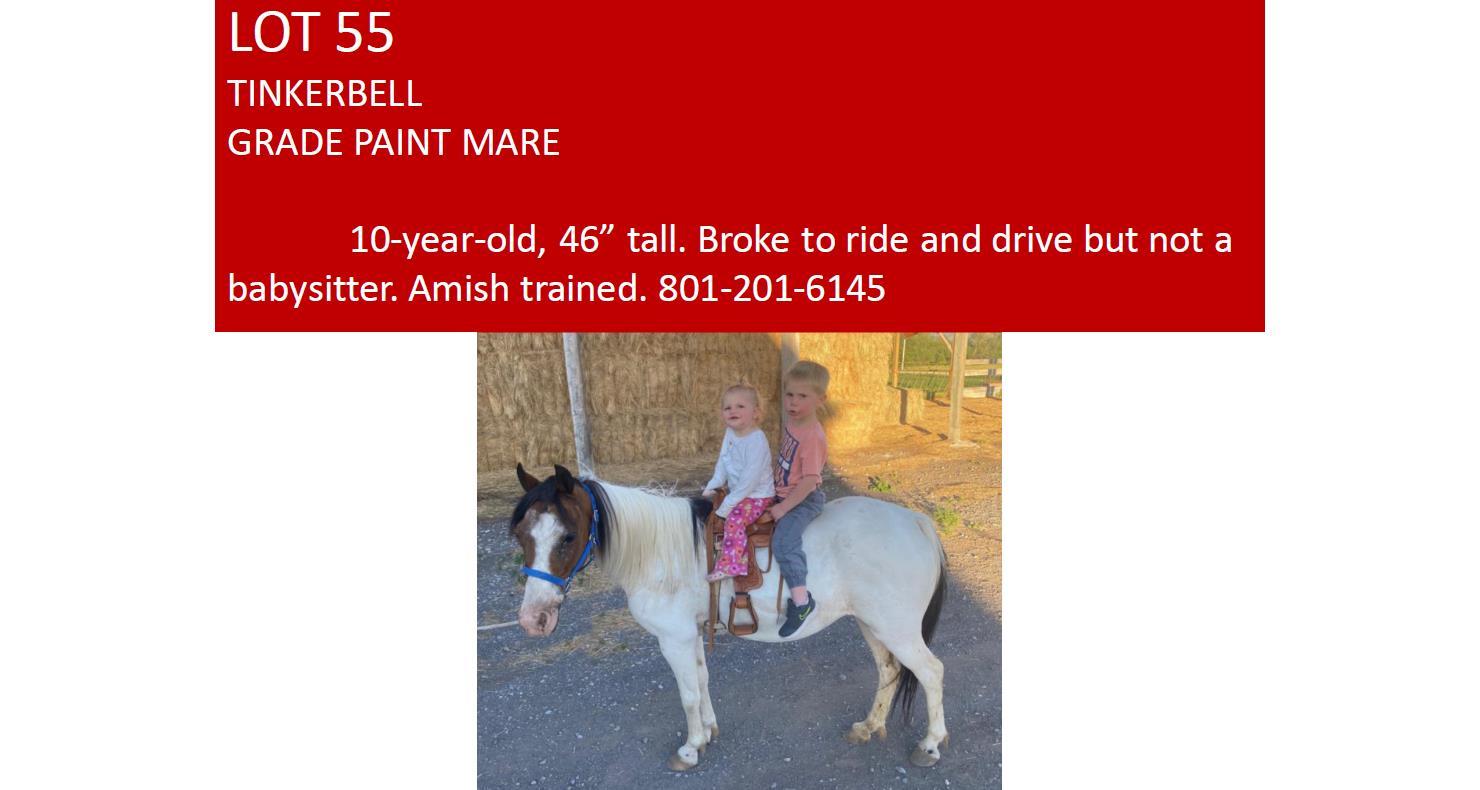 DVAuction Lot 55 Anderson Livestock Auction 1st Annual Fall Horse