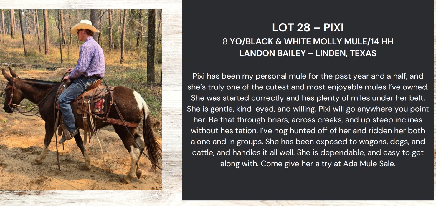 Dv Action Lot 28: Ada Oklahoma Mule Sale - Spring Mule Sale | DVAuction