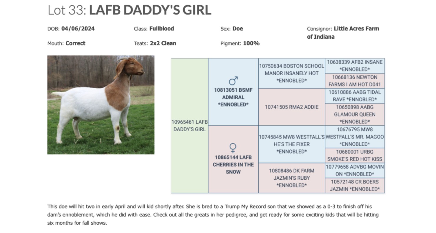 Lot 33: Indiana Boer Goat Association - IBGA Spring Spectacular Sale ...
