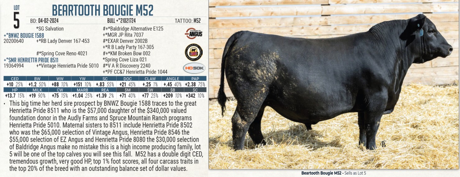 Lot 5: Beartooth Angus - Where Power and Maternal Angus Bull Sale ...