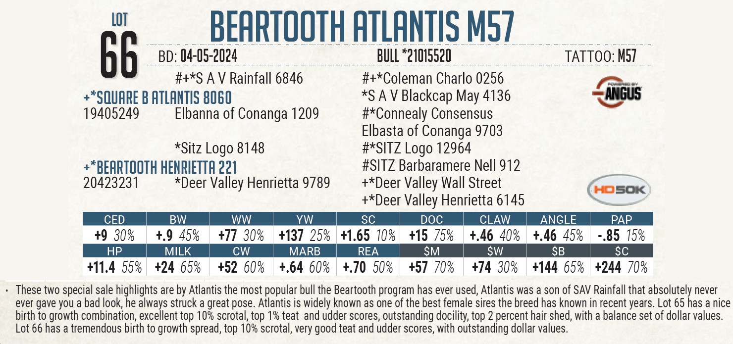 Lot 66: Beartooth Angus - Where Power and Maternal Angus Bull Sale ...