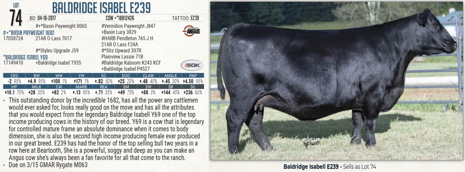 Lot 74: Beartooth Angus - Where Power and Maternal Angus Bull Sale ...