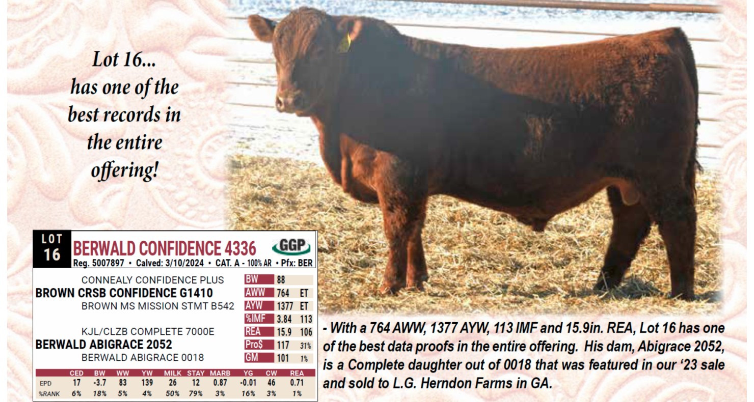 Lot 16 Berwald Red Angus Annual Red Angus Bull Sale DVAuction