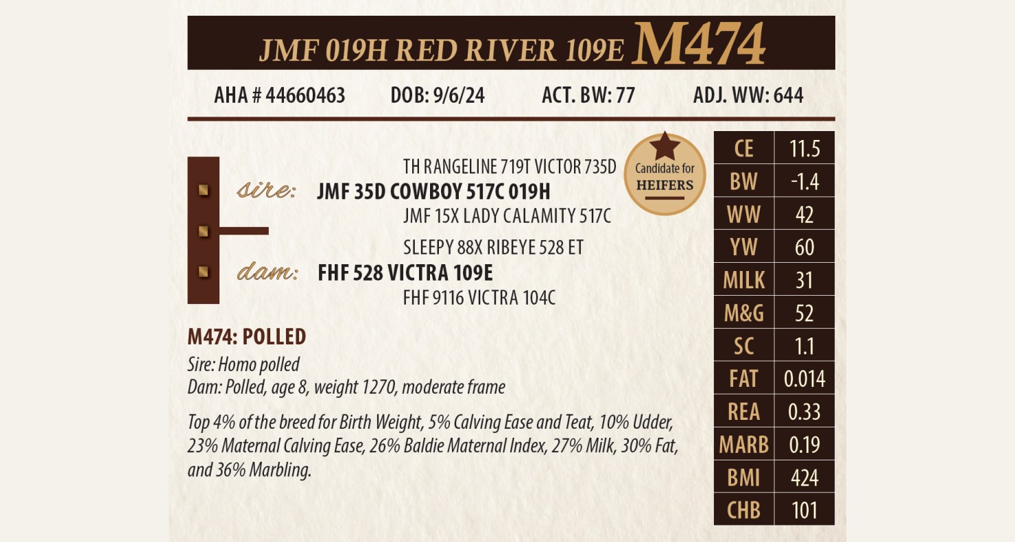 M474 Lot m474: JMF Herefords and SimAngus - Annual Production Sale | DVAuction