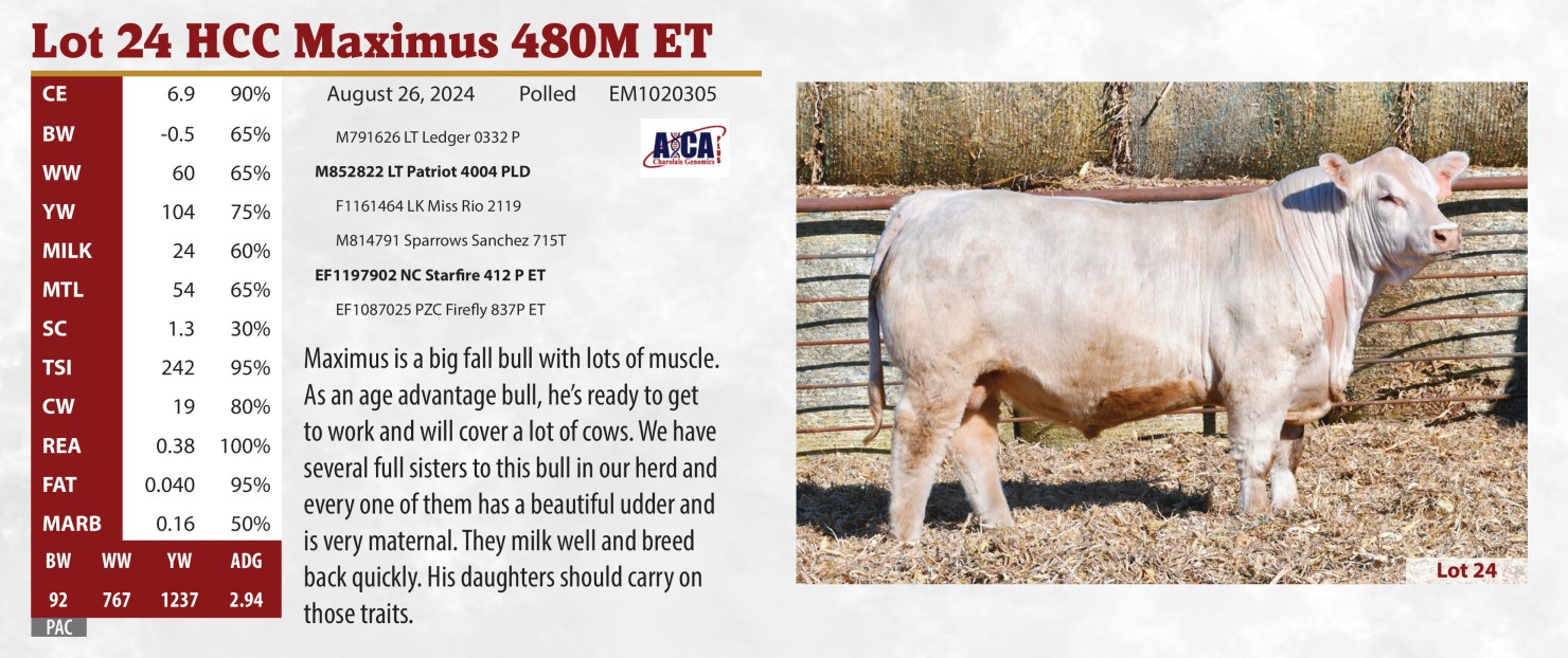 Lot 24: Great Northern Bull & Female Sale - 7th Annual Sale | DVAuction
